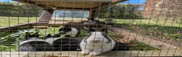 Dutch rabbits for sale: Baby Dutch Rabbits in Robertsbridge - Advert 6