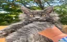 Maine Coon cats for sale: STUNNING MAINE COON SMOKE (tica activereg ) - Image 7