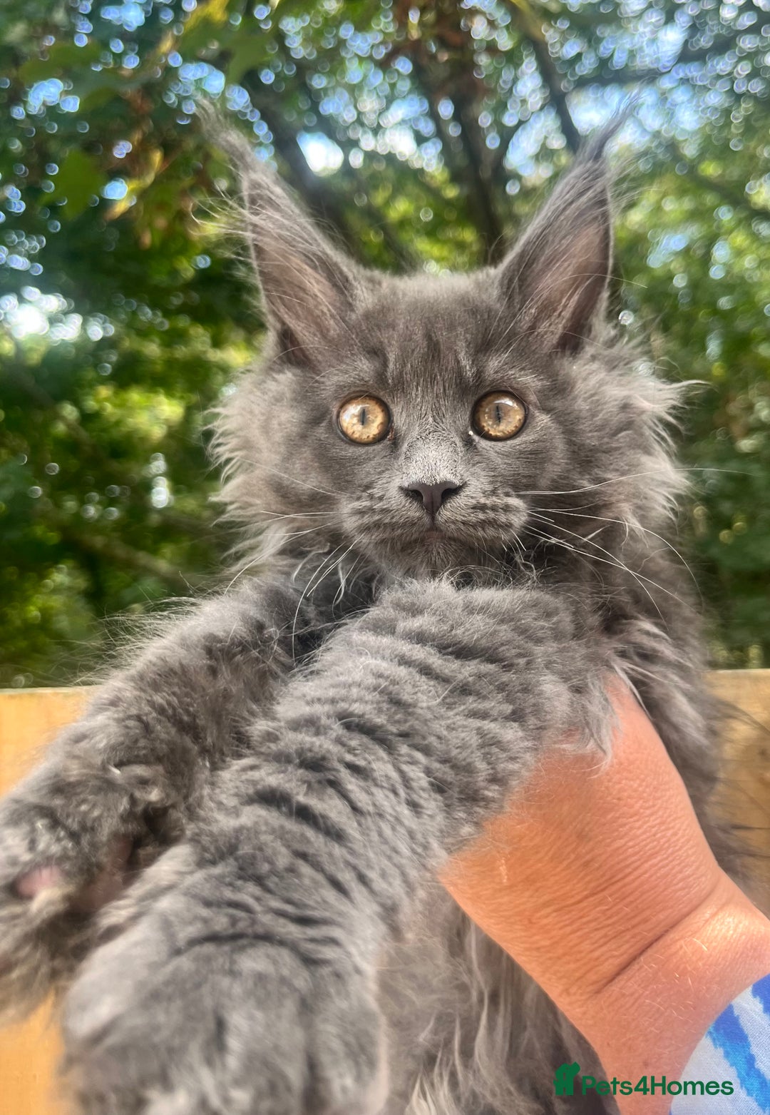 Maine Coon cats for sale: STUNNING MAINE COON SMOKE (tica activereg ) - Image 7