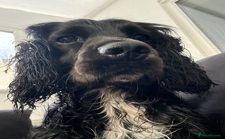Cocker Spaniel dogs - Advert 7