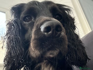 Cocker Spaniel dogs - Advert 35