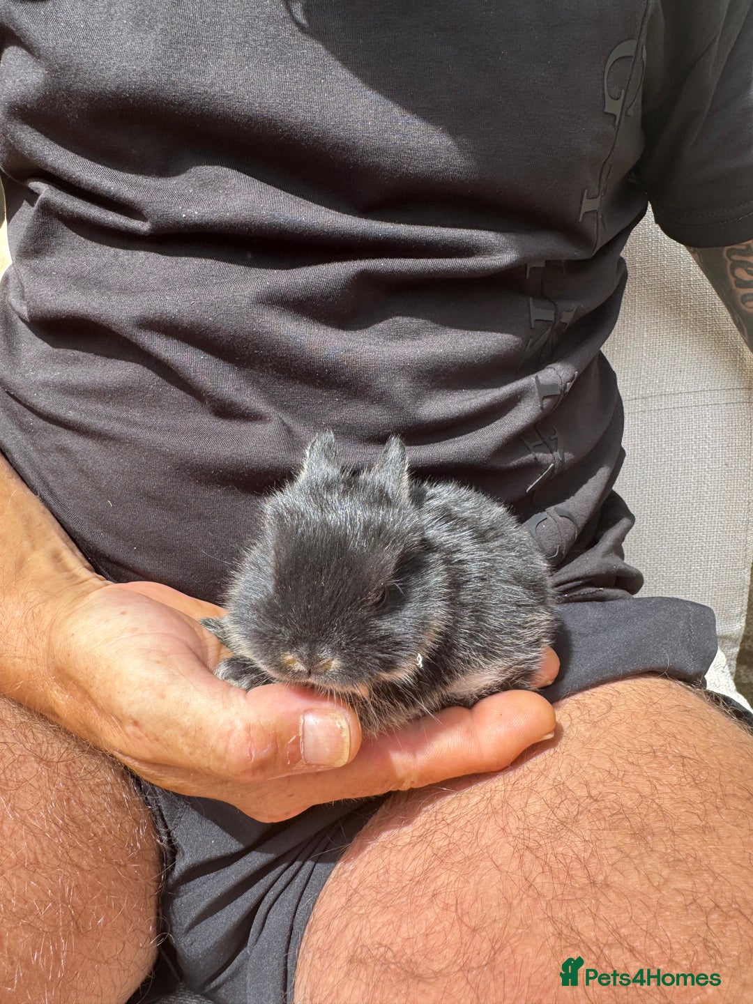 Rex rabbits for sale: Beautiful Rex x Lop Rabbits  - Image 6