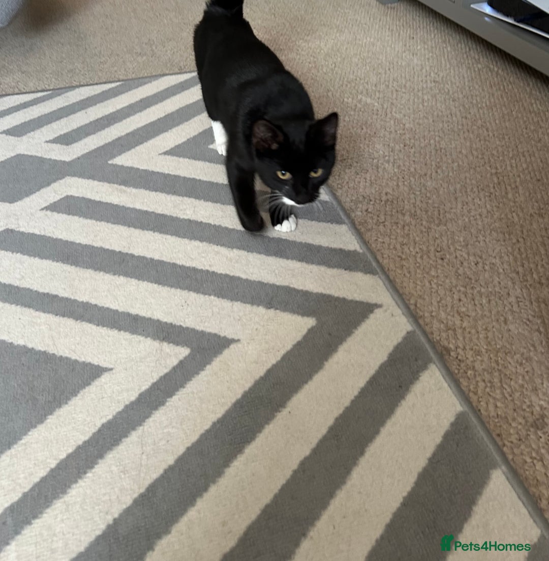 Mixed Breed cats for sale: 2 black and white kittens to go together - Advert 8