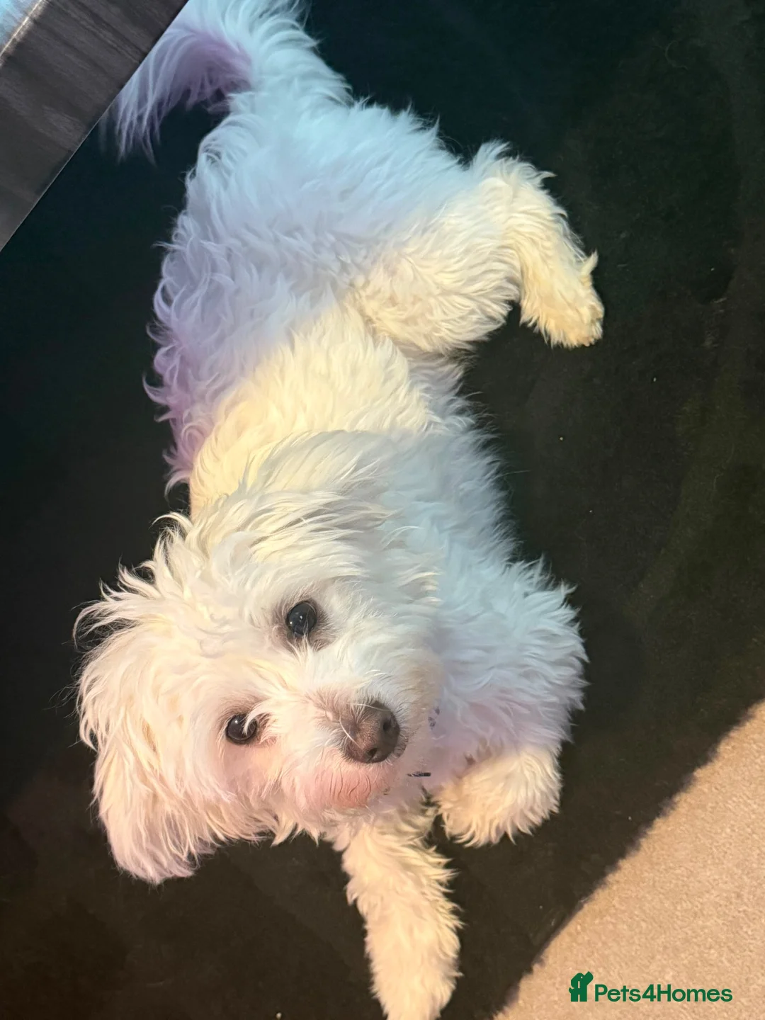 Maltese dogs for sale: Beautiful 1-Year-Old Maltese Female – Lucy in Hoddesdon - Advert 2