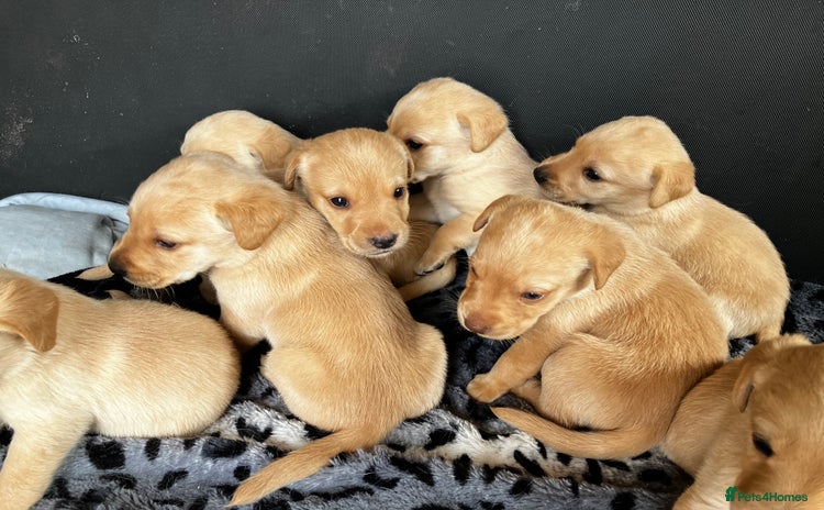 Labrador Retriever dogs - Advert 3