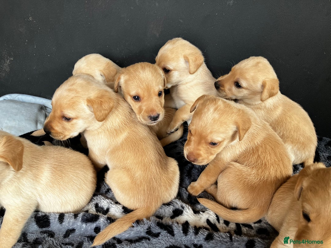 Labrador Retriever dogs for sale: Quality Labrador puppies Ready soon - Image 1
