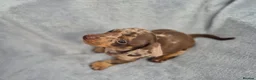 Miniature Dachshund dogs for sale: Gorgeous KC Reg, PRA Clear miniature dachshunds - Advert 15