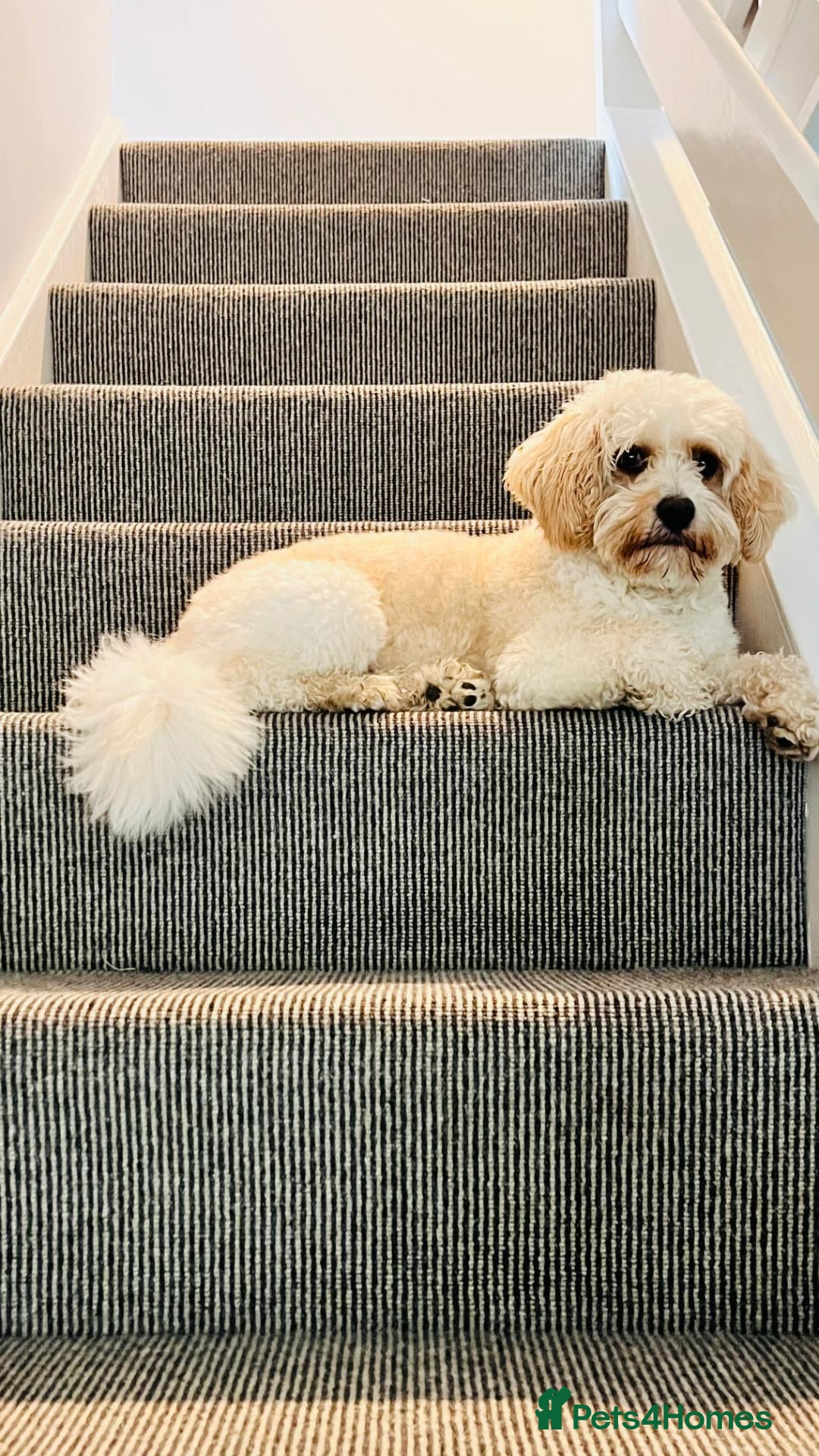 Cavachon dogs Cavachon available for Stud - Advert 1