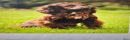 Cocker Spaniel dogs for sale: Beautiful cocker spaniel puppies - Advert 3