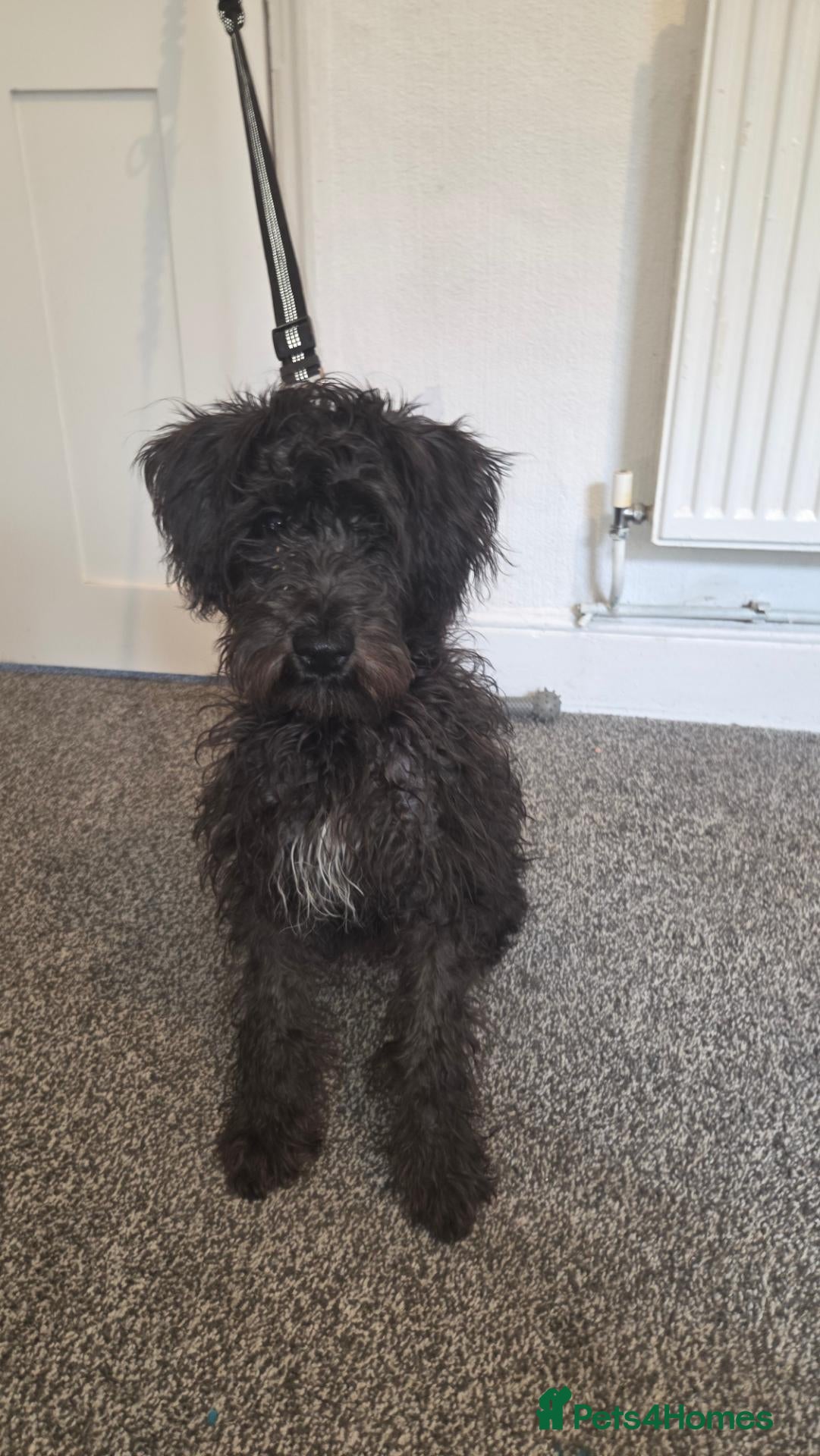 Miniature Schnauzer dogs Mini schnauzer  - Advert 8