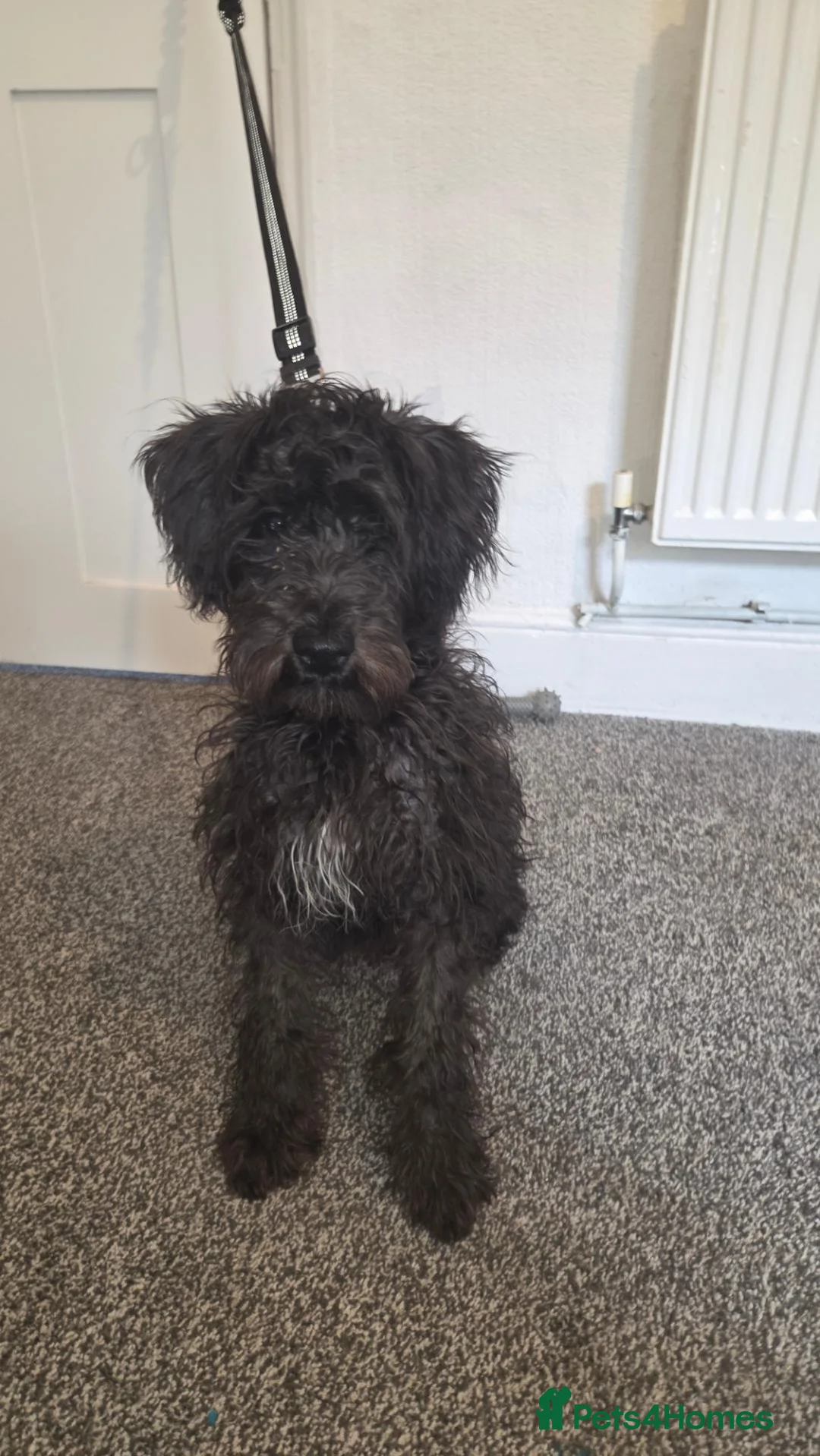 Miniature Schnauzer dogs for sale: Mini schnauzer  - Advert 1