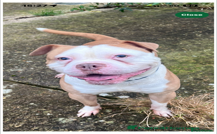 American Bulldog dogs - Advert 1