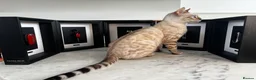 Bengal cats for sale: Snow Lynx Bengal - Advert 7