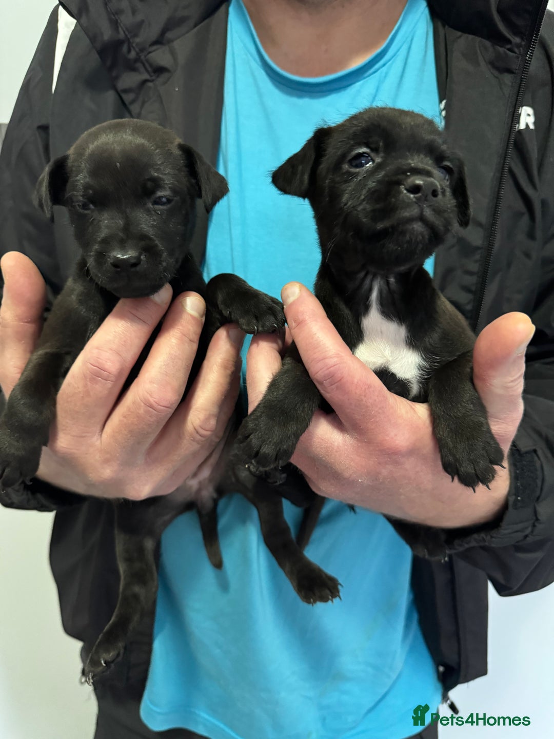 Patterdale Terrier dogs for sale: Patterdale Puppies 2 - Advert 2