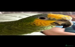 Parrots birds for sale: Amazon orange tailed - Image 2