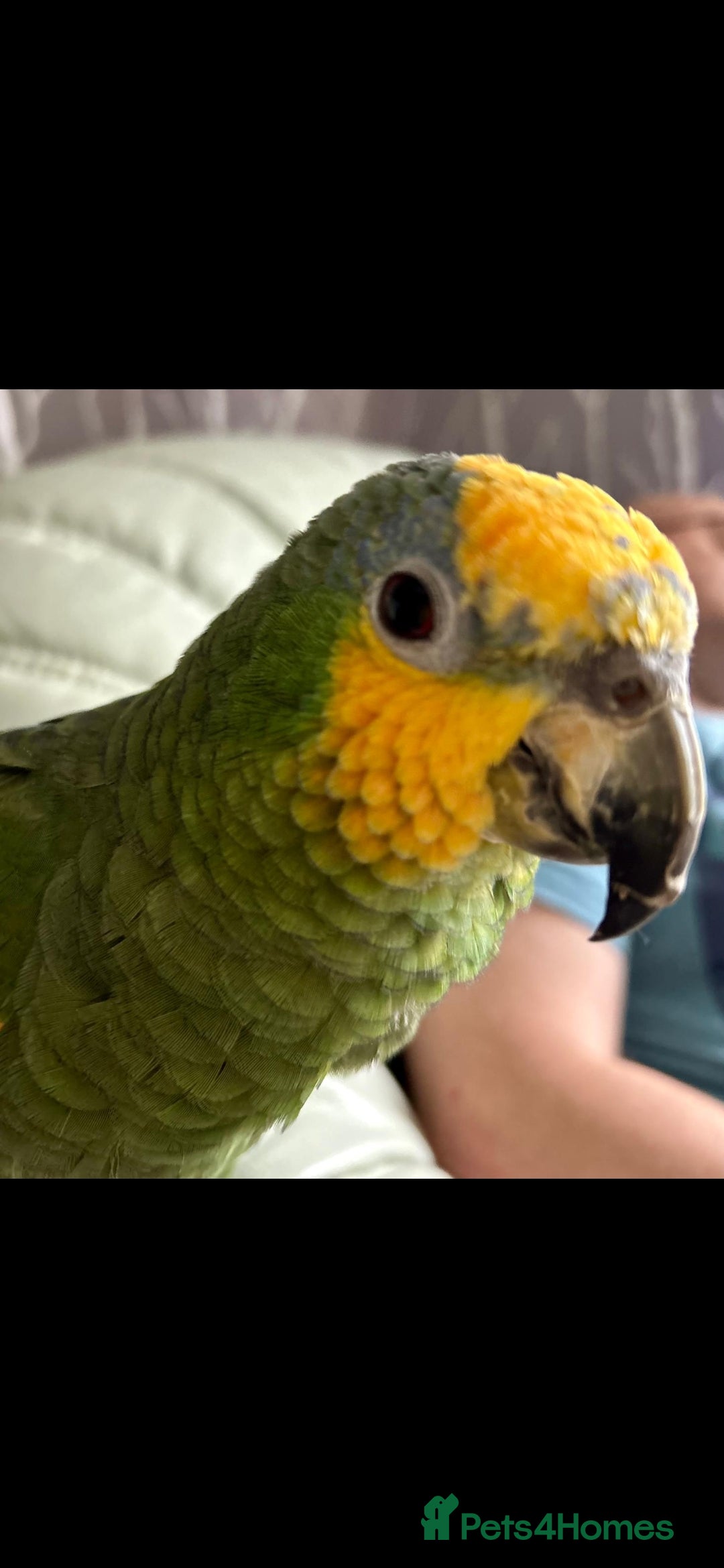 Parrots birds for sale: Amazon orange tailed - Image 2