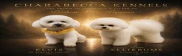 Bichon Frise dogs for sale: Champion Pedigree Bichon Frise Puppies in Maldon - Advert 11