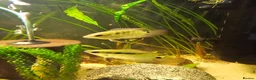 Cichlids fish for sale: 2 Festivum cichlid fish - Advert 4
