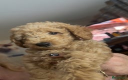 Toy Poodle dogs for sale: Toy poodles for sale READY TO LEAVE NOW  - Image 8