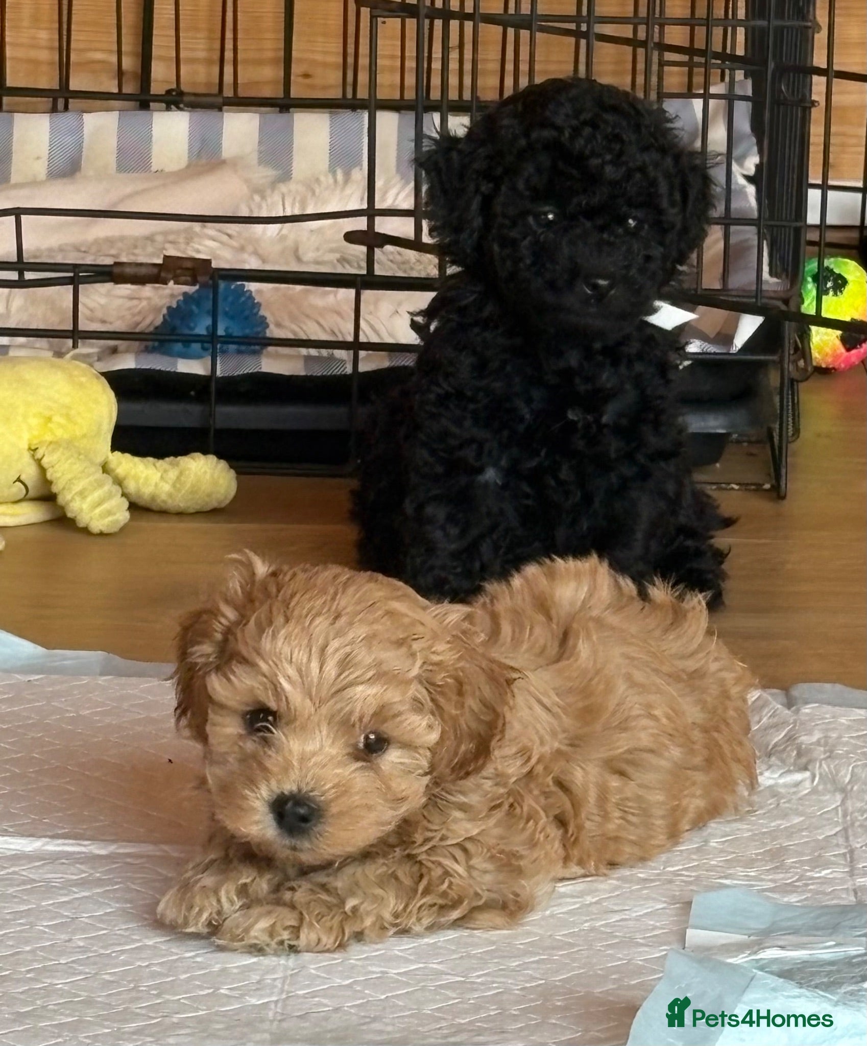 Shihpoo dogs Last little boy Shihpoo “Shoodle puppies for sale  - Advert 4
