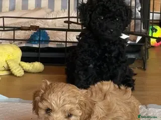 Shihpoo dogs Last little boy Shihpoo “Shoodle puppies for sale - Advert 4