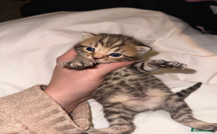 Bengal cats - Advert 4