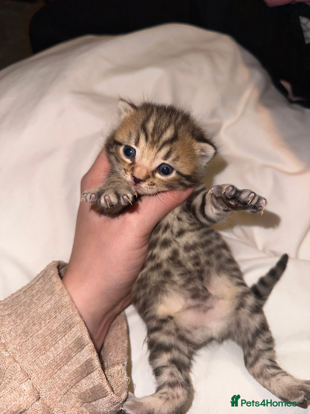 Bengal cats for sale: Stunning bengal x bsh kittens  - Advert 2