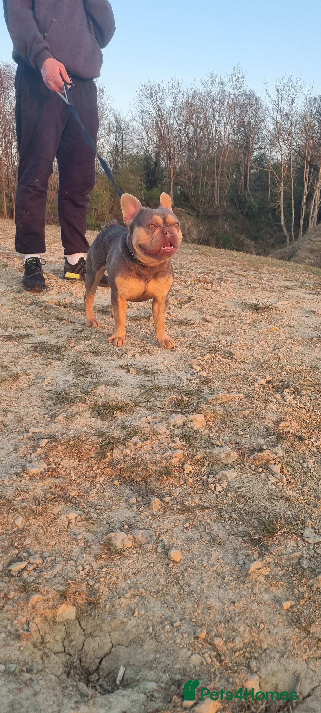 French Bulldog dogs for stud: KC registered fluffy carrier frenchie stud in Dudley - Image 4