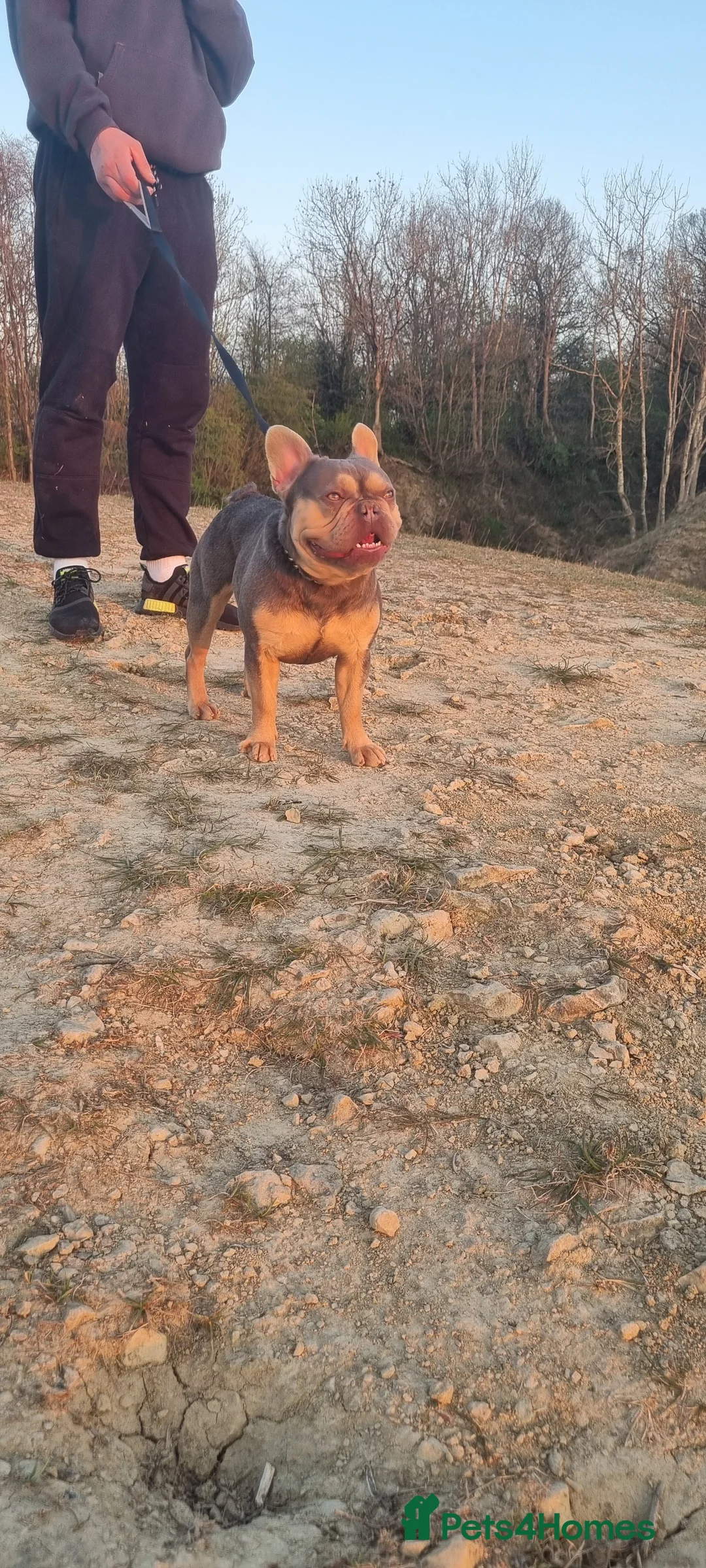 French Bulldog dogs for stud: KC registered fluffy carrier frenchie stud in Dudley - Advert 4