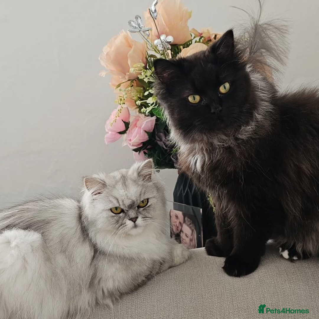 Pet Doll Face Cat For Sale Doll Face Persian Flat Face Doll Face