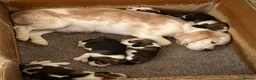 Beagle dogs for sale: Beagle Tricolour Bitch Puppies  - Advert 7
