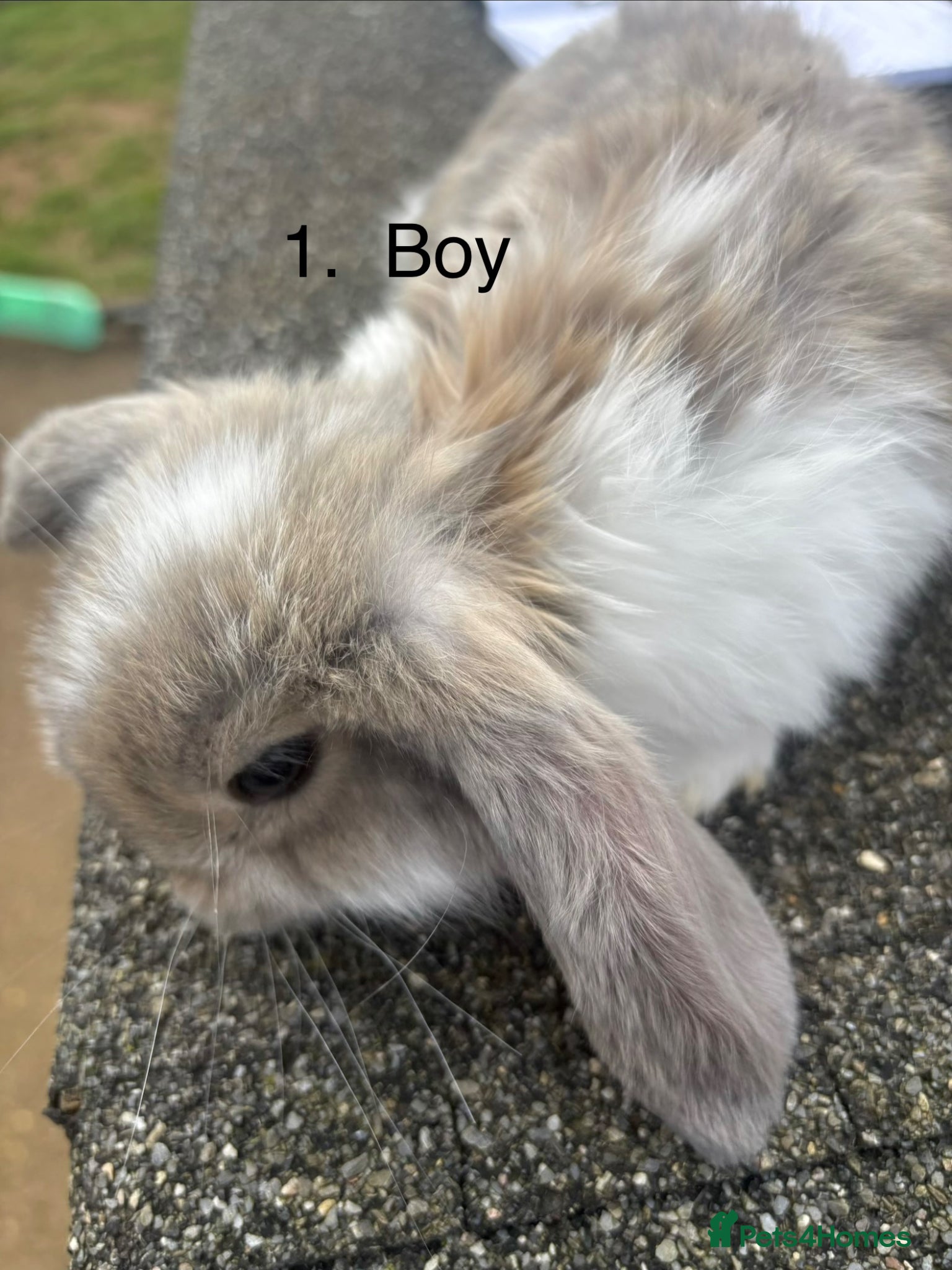 French Lop rabbits French lops - Advert 2