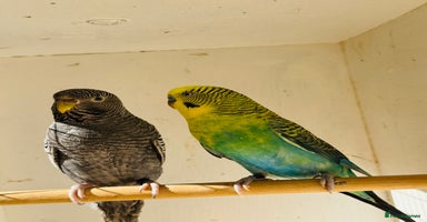 Budgerigars birds - Advert 6