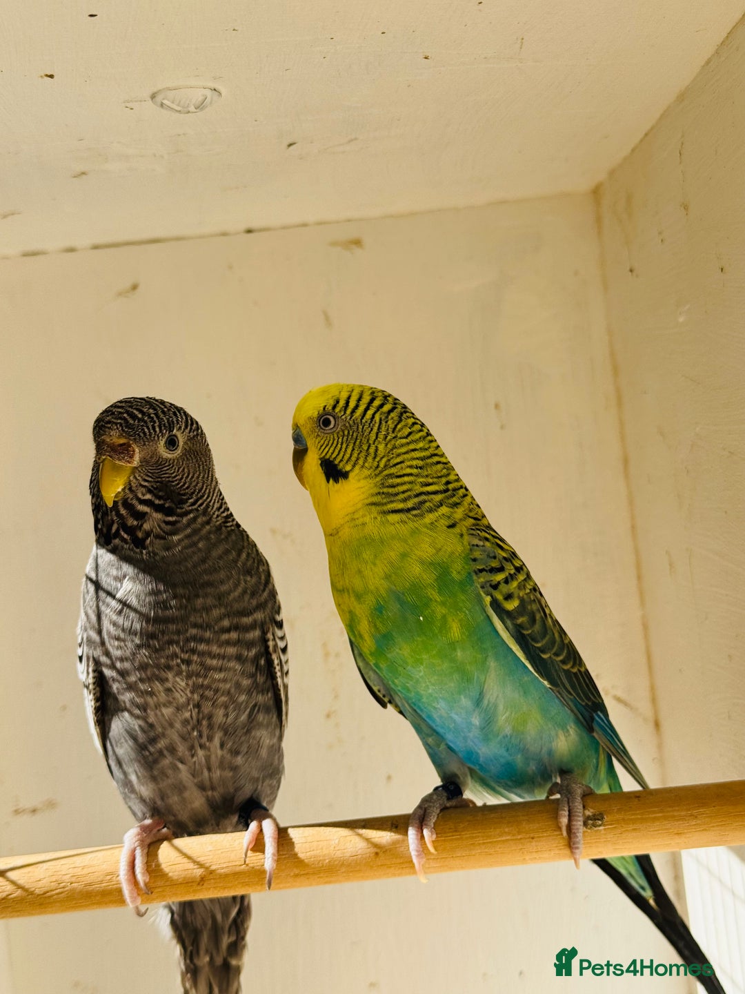 Budgerigars birds for sale: Rare budgies breeding pairs  - Image 3