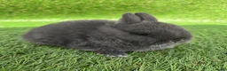 Netherland Dwarf rabbits for sale: Netherland dwarf kits *read ad* - Advert 1