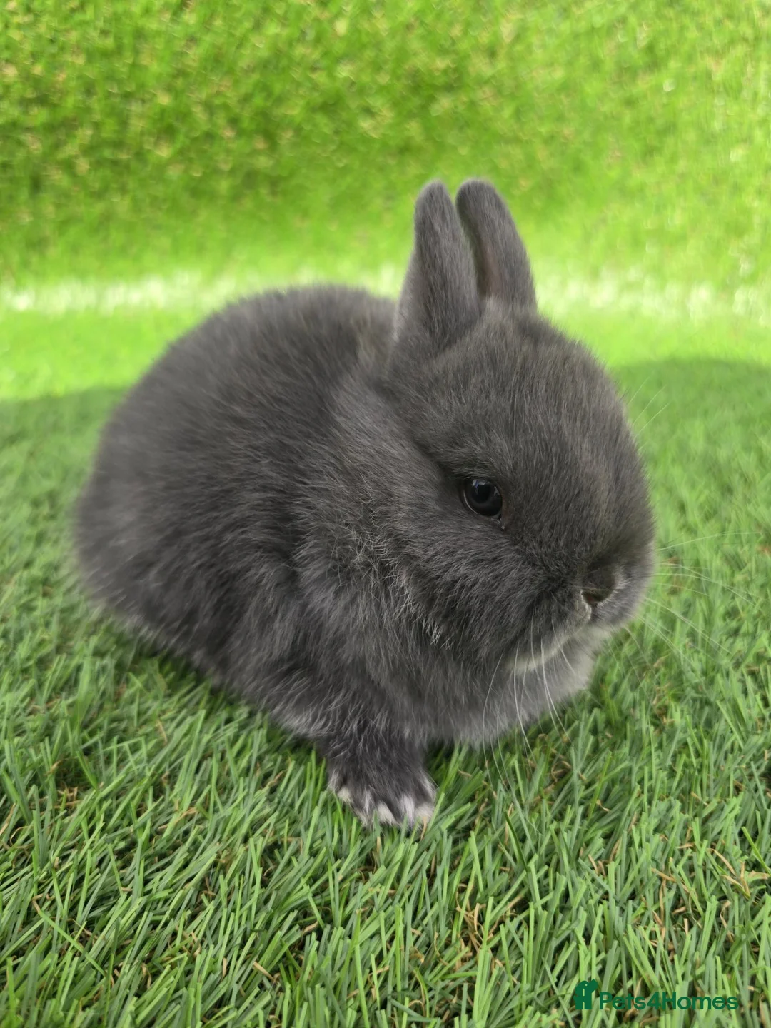 Netherland Dwarf rabbits for sale: Netherland dwarf kits *read ad* - Advert 1