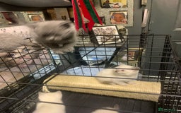 Ragdoll cats for sale: Ragdoll x British shorthair  - Image 14