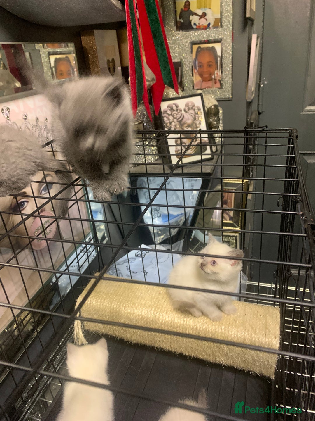 Ragdoll cats for sale: Ragdoll x British shorthair  - Image 14