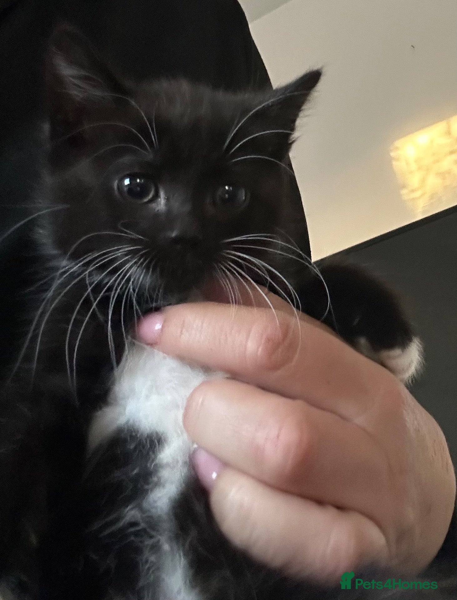Mixed Breed cats Male kitten  ready now  - Advert 9