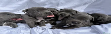 Staffordshire Bull Terrier 4