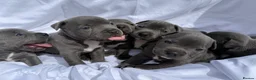 Staffordshire Bull Terrier dogs for sale: KC-Quality Blue Staffordshire Bull Terrier Puppies - Advert 8