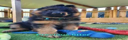 German Shepherd dogs for sale: KC, DM clear, health tested, German Shepherds  - Advert 20