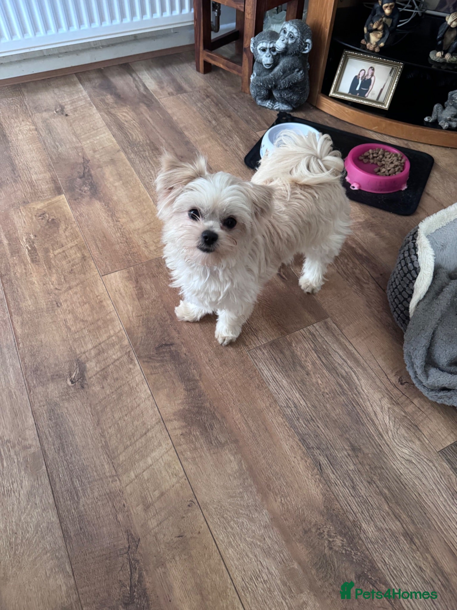 Mixed Breed dogs Shi chi absolutely stunning  - Advert 5