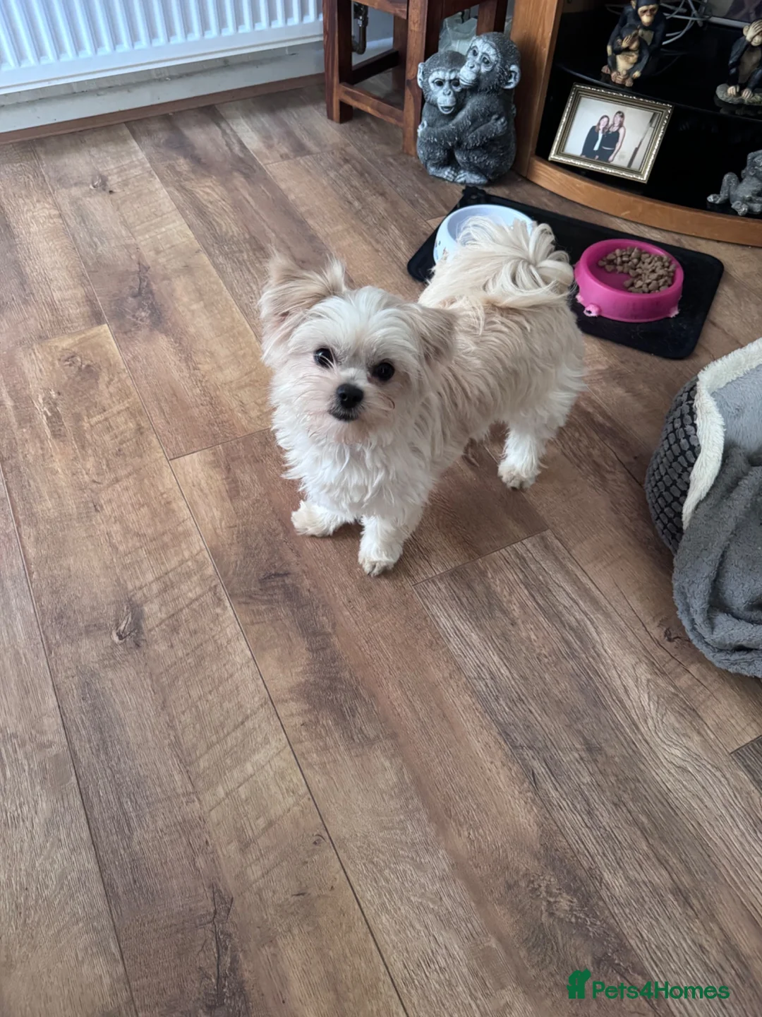Mixed Breed dogs for sale: Shi chi absolutely stunning  in Burton-on-Trent - Advert 1