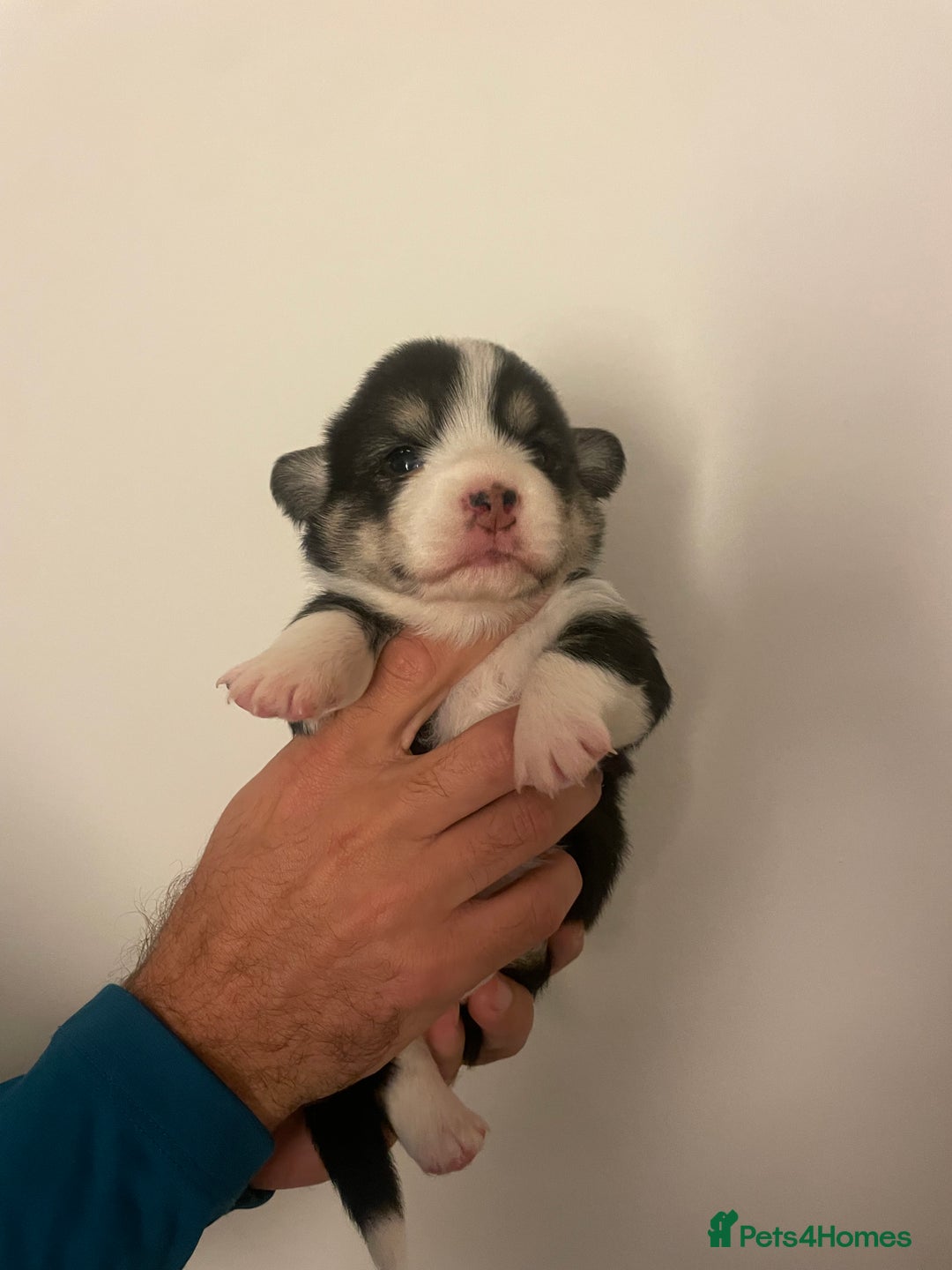 Welsh Corgi Pembroke dogs for sale: KC REG PEMBROKESHIRE CORGIS - Image 1