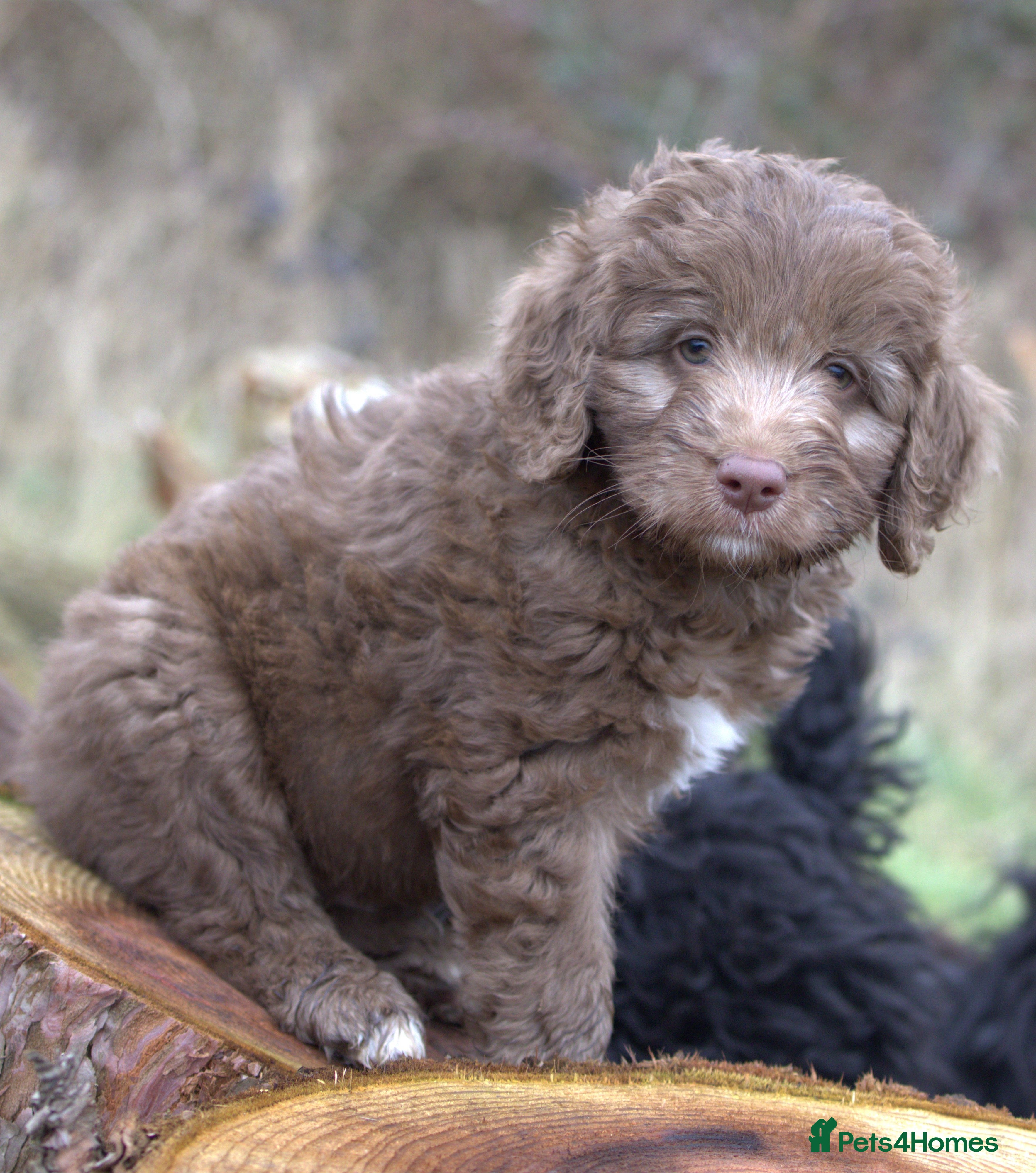 Labradoodle dogs 🐾🌈 Bred for Potential, Raised for Resilience🐾🌈 - Advert 1