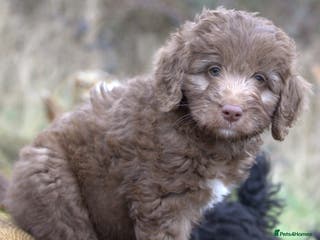 Labradoodle dogs 🐾🌈 Bred for Potential, Raised for Resilience🐾🌈 - Advert 1