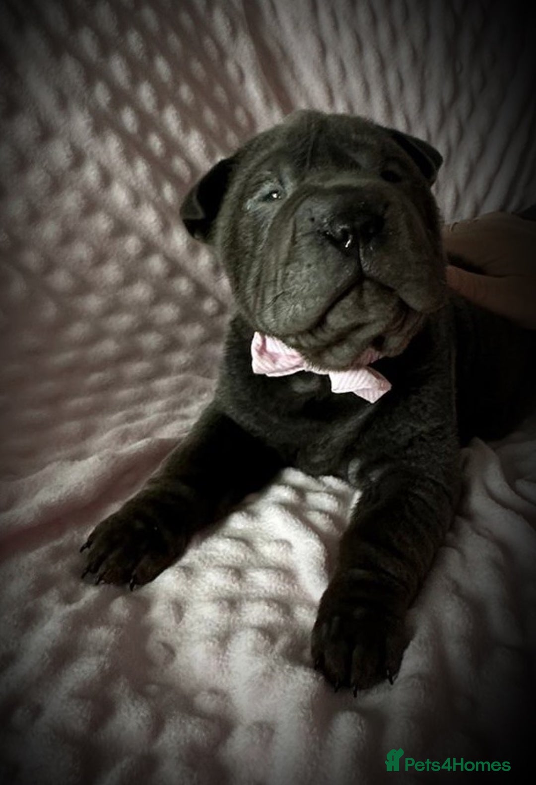 Shar Pei dogs for sale: Sharpei pup. LAST GIRL! - Advert 3
