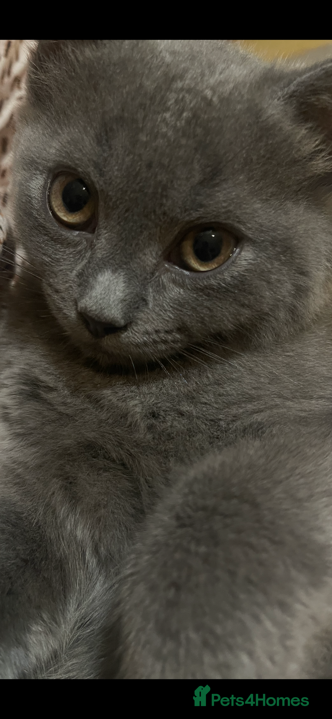 British Shorthair cats for sale: British Shorthair Kittens Ready for Loving Homes - Advert 2