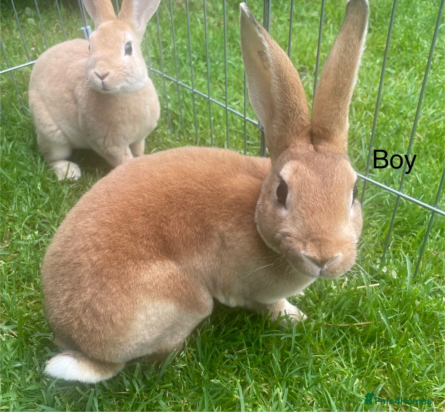 Rex rabbits 💖Pure bred mini Rex💖 - Advert 1